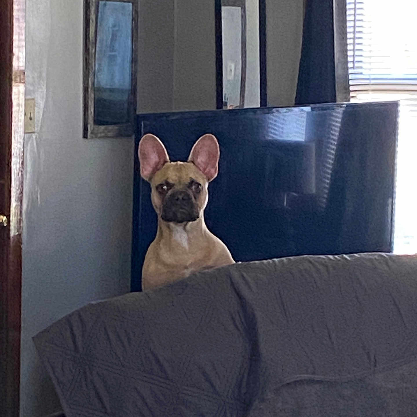 Gizmo