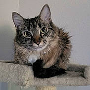 Napali Bean is registered to the contest to win money with this photo: cat, tabby, feline, pet, animal, fluffy, ears, whiskers, eyes, tail, fur, indoor, cat_tree, relaxed, cute, domestic, closeup, portrait, resting, curious