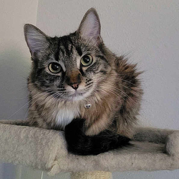 Napali Bean is registered to the contest to win money with this photo: cat, tabby, feline, pet, animal, fluffy, ears, whiskers, eyes, tail, fur, indoor, cat_tree, relaxed, cute, domestic, closeup, portrait, resting, curious