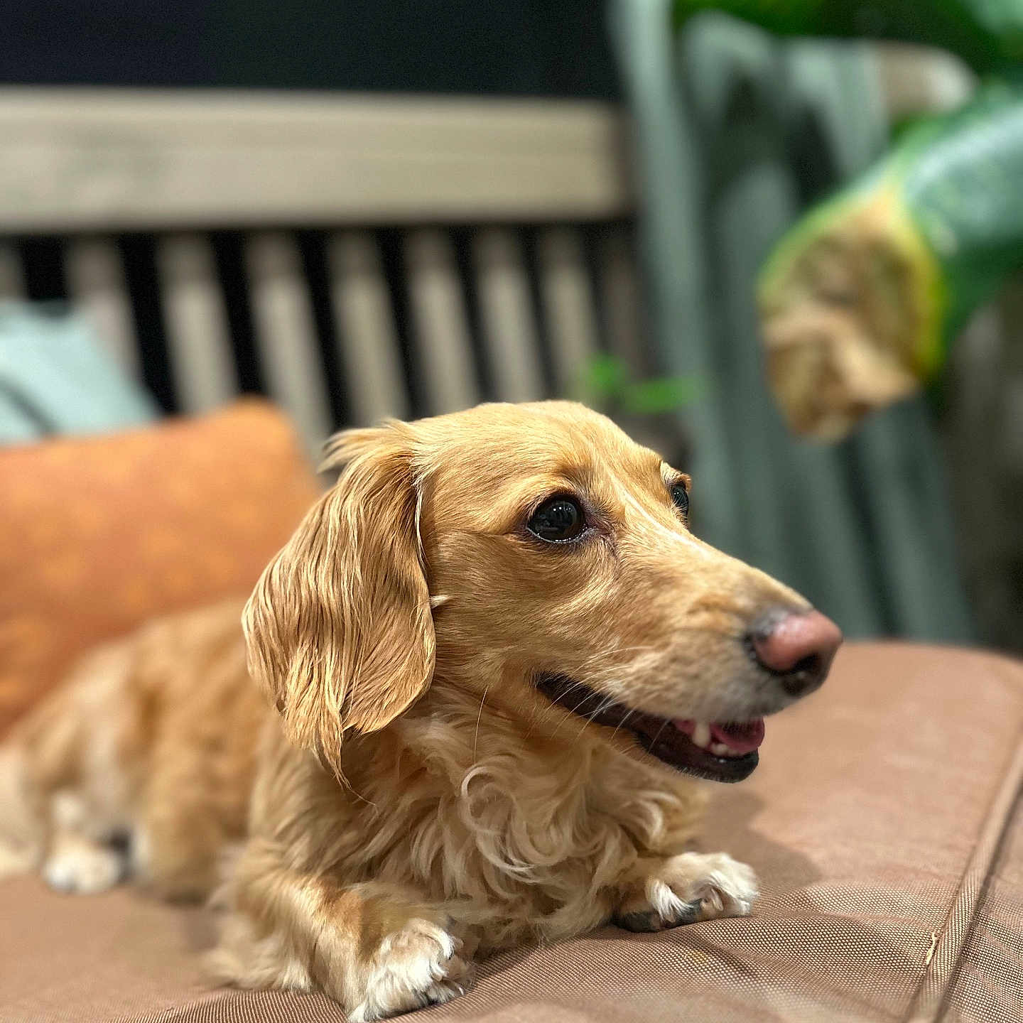Penny joined the competition — help win amazing prizes! animal, canine, cockerspaniel, couch, cushion, dog, furniture, goldenretriever, homedecor, hound, indoors, interiordesign, jar, papillon, pet, pottery, puppy, terrier, vase