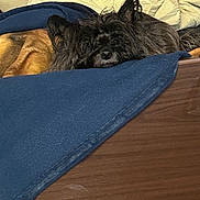 Lucy Ricardo is registered to the contest to win money with this photo: dog, bed, blanket, wood, sleeping, cozy, indoor, pet, resting, fur, black_dog, brown_dog, bedding, relaxing, canine, comfort, animal, covered, snuggled, home