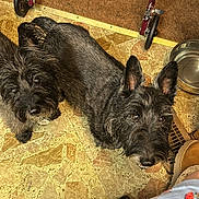 Fanny Brice joined the competition — help win amazing prizes! dog, scottish_terrier, black_dog, pet, indoor, floor, walker, metal_bowl, curious, looking_up, fur, animal, companion, cute, domestic, carpet, patterned_floor, footwear, clothing, home