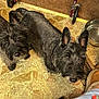 dog, scottish_terrier, black_dog, pet, indoor, floor, walker, metal_bowl, curious, looking_up, fur, animal, companion, cute, domestic, carpet, patterned_floor, footwear, clothing, home