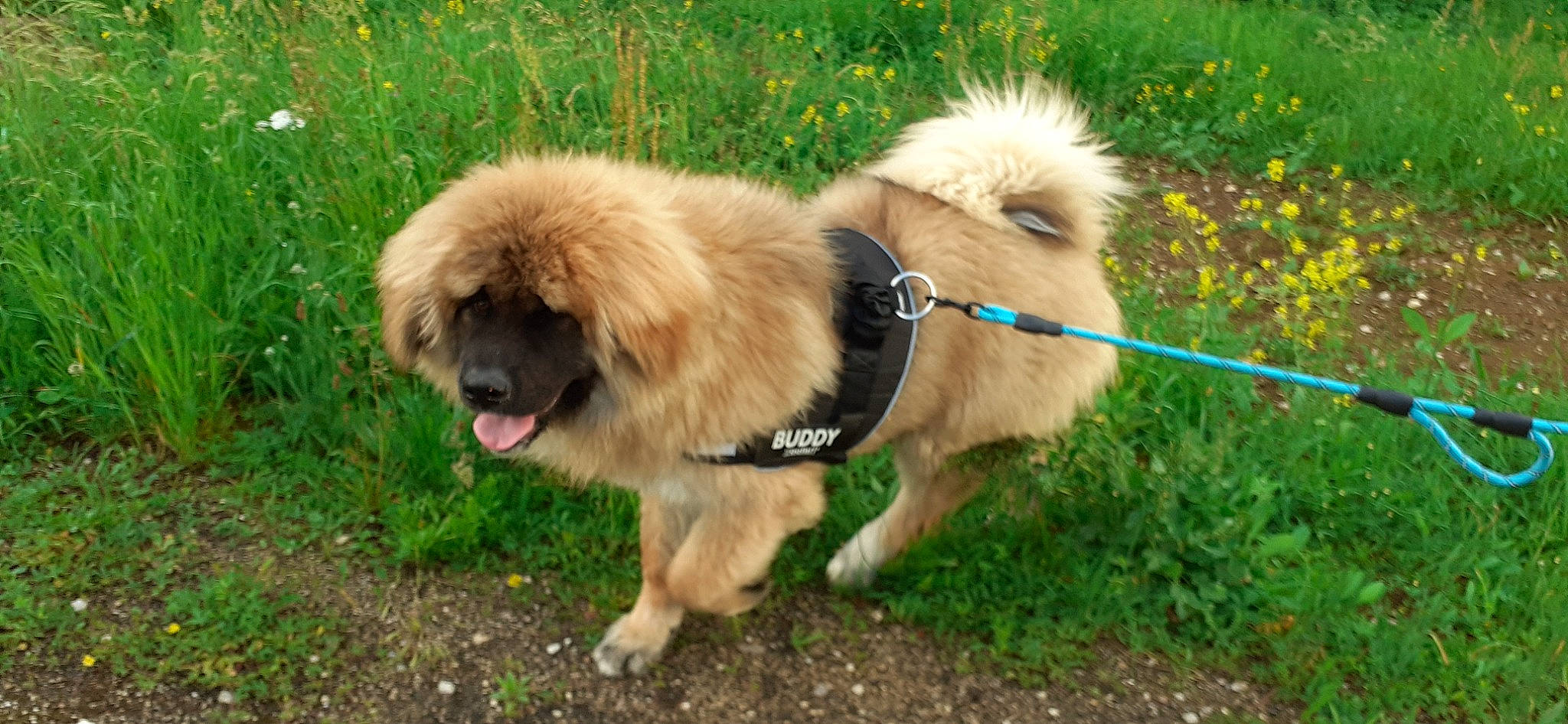 Yougo a rejoint le concours — aidez-le/la à gagner de superbes lots ! canidae, carnivore, collar, companion_dog, dog, dog_breed, fawn, fur, grass, leash, leonberger, liver, pet_supply, plant, snout, sporting_group, tail, terrestrial_animal, tibetan_mastiff, working_animal