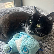 Super Saiyan participe au concours pour gagner de l'argent avec cette photo : cat, black_and_white_cat, green_eyes, plush_toy, blue_toy, cozy_bed, window, indoor, pet, whiskers, fur, resting, relaxed, soft_texture, home, domestic_cat, curious, animal, cute, companion
