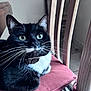 Super Saiyan a rejoint le concours — aidez-le/la à gagner de superbes lots ! cat, black_and_white, whiskers, green_eyes, chair, cushion, indoor, pet, feline, fur, close_up, domestic_cat, relaxed, looking_up, wooden_chair, striped_floor, collar, animal, whisker_detail, sitting
