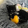 Super Saiyan participe au concours pour gagner de l'argent avec cette photo : kitten, black_cat, white_paws, plush_toy, yellow_toy, grey_blanket, soft_toys, cute, pet, animal, feline, indoor, cozy, snuggling, small, young, playful, resting, closeup, fur