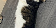Ukulélé a rejoint le concours — aidez-le/la à gagner de superbes lots ! cat, lying_down, floor, gray_floor, white_fur, dark_fur, pet, indoor, curious, relaxed, animal, feline, stretching, home, cute, whiskers, ears, tail, paws, looking
