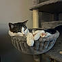 Ukulélé participe au concours pour gagner de l'argent avec cette photo : cat, tabby, white, cat_tree, cat_hammock, paws, indoor, pet, relaxed, sleepy, feline, fur, whiskers, cozy, animal, resting, household, gray, soft, cute