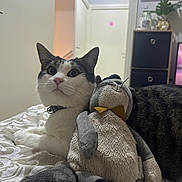 Ukulélé a rejoint le concours — aidez-le/la à gagner de superbes lots ! cat, stuffed_toy, bed, indoor, pet, animal, feline, soft_toy, home, curious, cozy, patterned_bedspread, relaxed, whiskers, ears, toy_penguin, domestic, fur, collar, resting