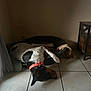 Scott a rejoint le concours — aidez-le/la à gagner de superbes lots ! dog, orange_collar, bed, tiled_floor, indoor, resting, black_and_white, spot, furniture, curtain, wall, relaxed, paw, side_table, quiet, home, domestic, tile_grout, sleeping_position, shadow