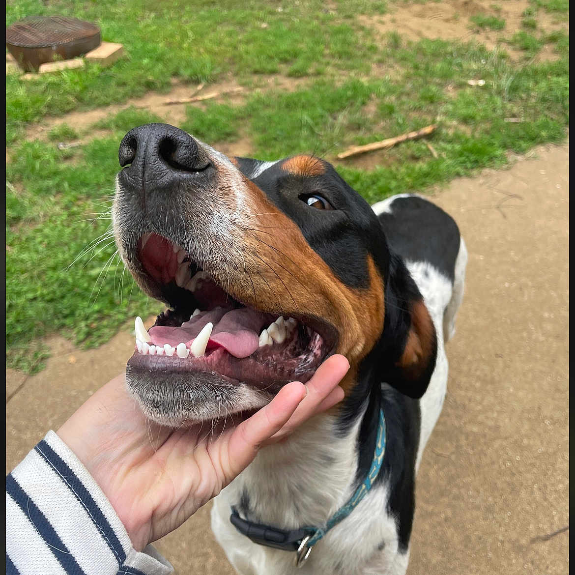 Scott a rejoint le concours — aidez-le/la à gagner de superbes lots ! animal, black_and_white, brown, canine, closeup, collar, dirt, dog, friendly, grass, hand, happy, mouth_open, outdoor, pet, playful, portrait, striped_sleeve, teeth, tongue