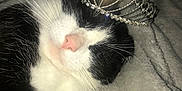 Gustave a rejoint le concours — aidez-le/la à gagner de superbes lots ! cat, black_and_white, sleeping, tiara, crown, pet, feline, whiskers, nose, fur, closeup, indoor, blanket, cozy, cute, resting, animal, domestic, adorable, soft