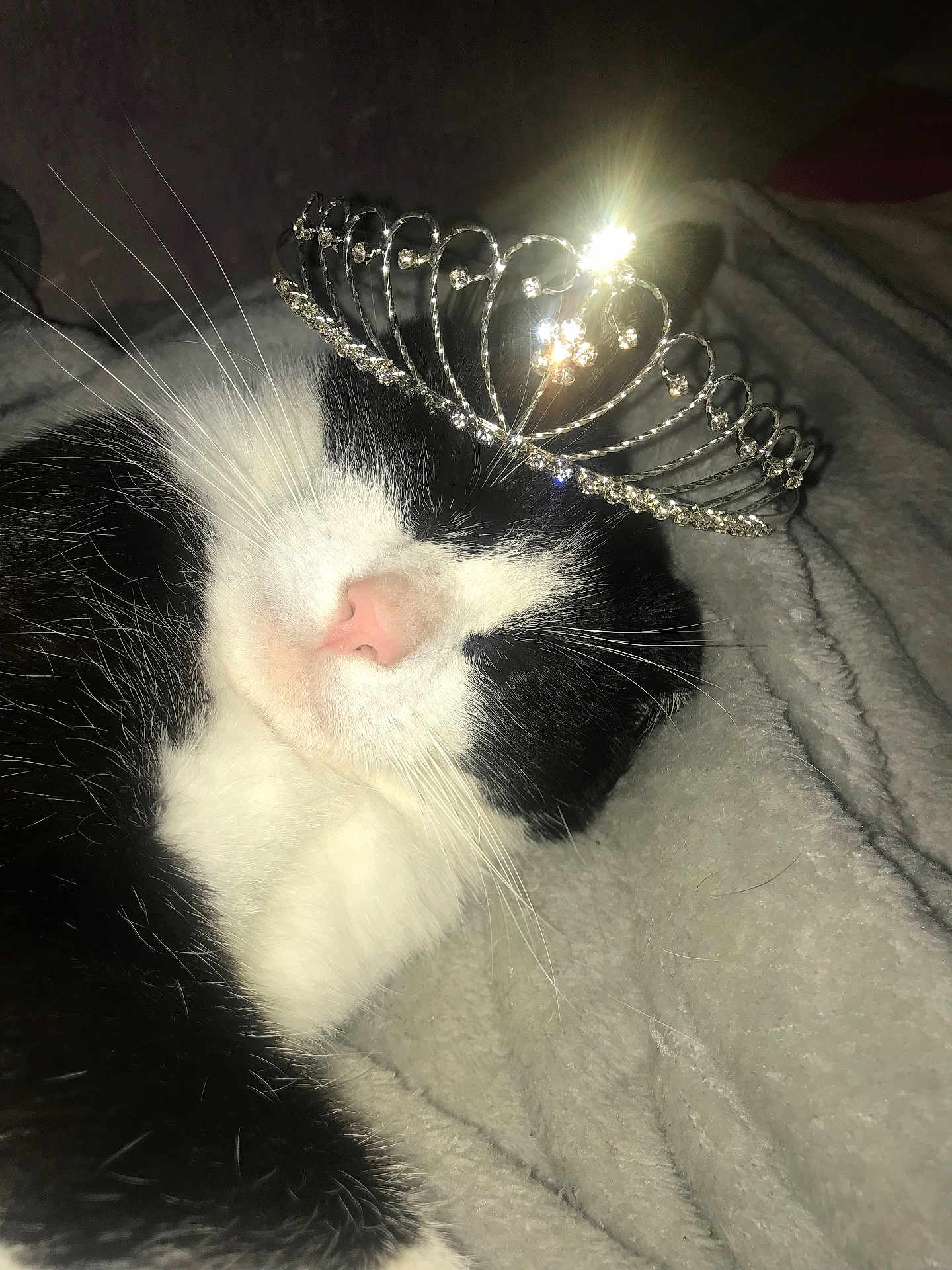 Gustave a rejoint le concours — aidez-le/la à gagner de superbes lots ! cat, black_and_white, sleeping, tiara, crown, pet, feline, whiskers, nose, fur, closeup, indoor, blanket, cozy, cute, resting, animal, domestic, adorable, soft