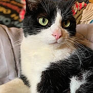 Gustave a rejoint le concours — aidez-le/la à gagner de superbes lots ! cat, black_and_white, green_eyes, pink_nose, close_up, pet, feline, whiskers, fur, relaxed, indoor, bed, blanket, animal, cute, portrait, mammal, laying_down, domestic_animal, soft