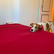 Belle a rejoint le concours — aidez-le/la à gagner de superbes lots ! dog, red_bandana, bed, red_bedspread, indoor, room, wooden_floor, door, wall, pet, resting, brown_and_white_dog, looking, head_on_bed, cozy, home, animal, quiet, calm, furniture