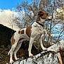 Belle participe au concours pour gagner de l'argent avec cette photo : dog, animal, outdoor, tree, birch_tree, autumn, nature, canine, pet, collar, brown_and_white, standing, forest, sky, cloud, leafless_tree, trunk, wood, daylight, fur