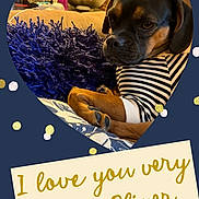 Oliver joined the competition — help win amazing prizes! dog, pet, striped_clothing, couch, pillow, indoor, heart_shape, confetti, text_overlay, love_message, brown_dog, cozy, portrait, close_up, animal, resting, cute, home, furniture, decor