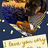 dog, pet, striped_clothing, couch, pillow, indoor, heart_shape, confetti, text_overlay, love_message, brown_dog, cozy, portrait, close_up, animal, resting, cute, home, furniture, decor