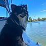 Vins a rejoint le concours — aidez-le/la à gagner de superbes lots ! dog, boat, water, lake, outdoor, sky, cloud, fur, animal, nature, pet, canine, blue_sky, trees, calm, daytime, adventure, river, reflection, summer