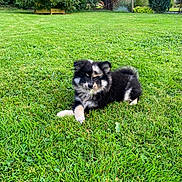 Vins a rejoint le concours — aidez-le/la à gagner de superbes lots ! puppy, dog, grass, lawn, outdoor, pet, animal, greenery, garden, nature, cute, fluffy, fur, young_dog, relaxed, lying_down, small_dog, black_and_white, playful, adorable