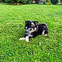 puppy, dog, grass, lawn, outdoor, pet, animal, greenery, garden, nature, cute, fluffy, fur, young_dog, relaxed, lying_down, small_dog, black_and_white, playful, adorable