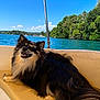 Vins participe au concours pour gagner de l'argent avec cette photo : dog, boat, water, lake, trees, sky, outdoor, sunny, happy, pet, fur, nature, smile, leisure, vacation, canine, animal, seat, blue, green