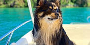 Vins participe au concours pour gagner de l'argent avec cette photo : dog, boat, water, lake, outdoor, nature, pet, fur, canine, sunlight, summer, greenery, animal, portrait, sitting, leisure, daytime, travel, vacation, relaxation