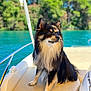 dog, boat, water, lake, outdoor, nature, pet, fur, canine, sunlight, summer, greenery, animal, portrait, sitting, leisure, daytime, travel, vacation, relaxation