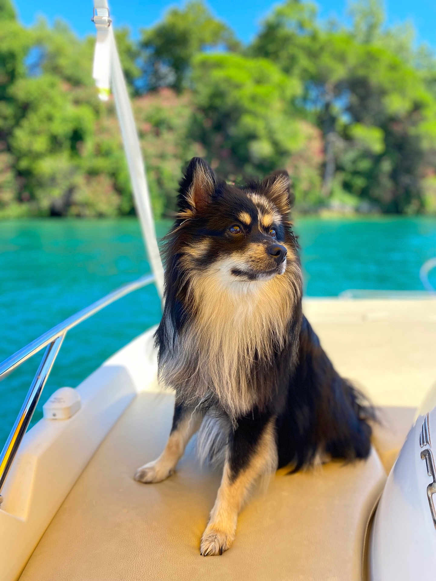 Vins participe au concours pour gagner de l'argent avec cette photo : dog, boat, water, lake, outdoor, nature, pet, fur, canine, sunlight, summer, greenery, animal, portrait, sitting, leisure, daytime, travel, vacation, relaxation