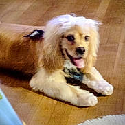 Sandy joined the competition — help win amazing prizes! animal, canine, companion, cute, dog, domestic, friendly, fur, golden_fur, happy, household, indoor, lying_down, mammal, pet, playful, relaxed, tongue, tongue_out, wooden_floor