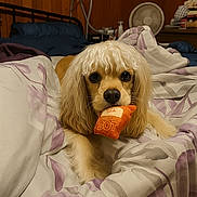 Sandy is registered to the contest to win money with this photo: animal, bed, blanket, brown, comfort, cozy, cute, cute_pet, dog, ears, face, fluffy, home, indoor, looking, pet, plush_toy, resting, toy, white