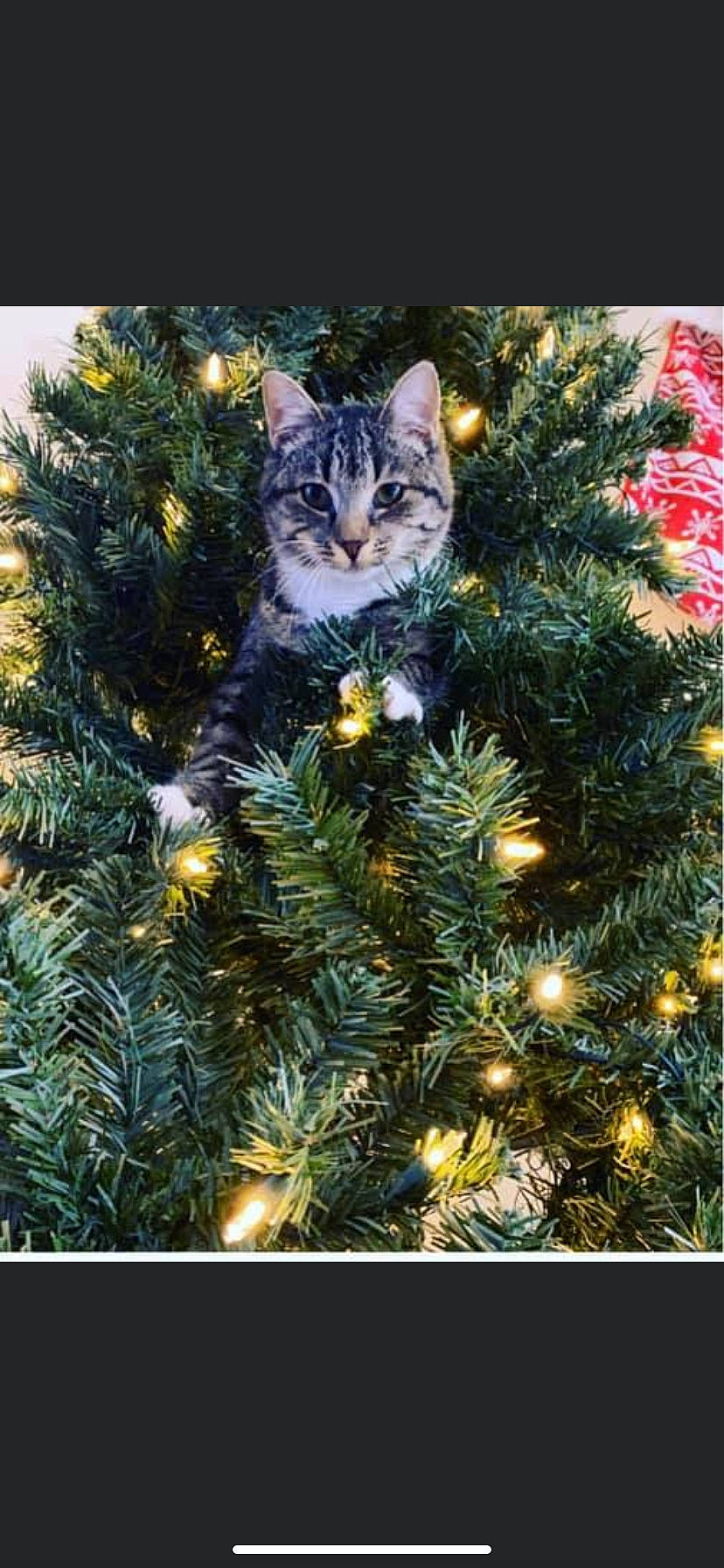 Mindi is registered to the contest to win money with this photo: branch, cat, christmas, christmas_decoration, christmas_ornament, christmas_tree, colorado_spruce, conifer, cypress_family, felidae, fir, oregon_pine, pine_family, plant, small_to_medium_sized_cats, spruce, tabby_cat, tree, whiskers, woody_plant