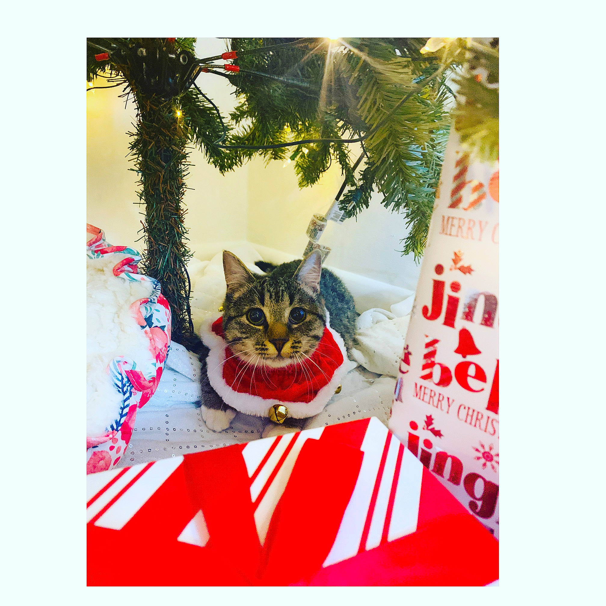 Mindi is registered to the contest to win money with this photo: carnivore, cat, christmas, christmas_eve, christmas_tree, domestic_short_haired_cat, felidae, fir, greeting_card, holiday_ornament, kitten, plant, small_to_medium_sized_cats, tabby_cat, tree, whiskers