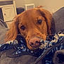 Ziggy joined the competition — help win amazing prizes! animal, blanket, brown, chewing, comfort, couch, cozy, cute, dog, ears, fur, golden_retriever, home, indoor, nose, pet, play, relaxed, snuggle, toy