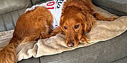 Ziggy is registered to the contest to win money with this photo: animal, apparel, blanket, canine, comfort, couch, cozy, dog, fur, furniture, golden_retriever, home, indoor, laying_down, living_room, pet, portrait, relaxed, resting, textile