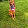 Ziggy