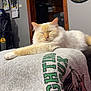 Renji is registered to the contest to win money with this photo: calm, cat, couch, cozy, cream_colored, domestic_animal, fur, furniture, gray, home, indoor, mammal, paw, pet, plush, relaxed, resting, sleeping, sweatshirt, whiskers