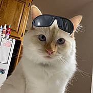 Renji joined the competition — help win amazing prizes! accessory, animal, cat, close_up, cool, cute, domestic_cat, feline, fluffy, funny, household, indoor, kitchen, looking_at_camera, paper_towel, pet, portrait, sunglasses, white_cat, wooden_cabinet