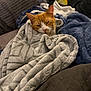 animal, blanket, cat, comfort, cozy, cute, domestic, fur, furniture, home, indoor, orange_cat, pet, relaxation, relaxed, resting, sleepy, snuggle, soft_texture, warm