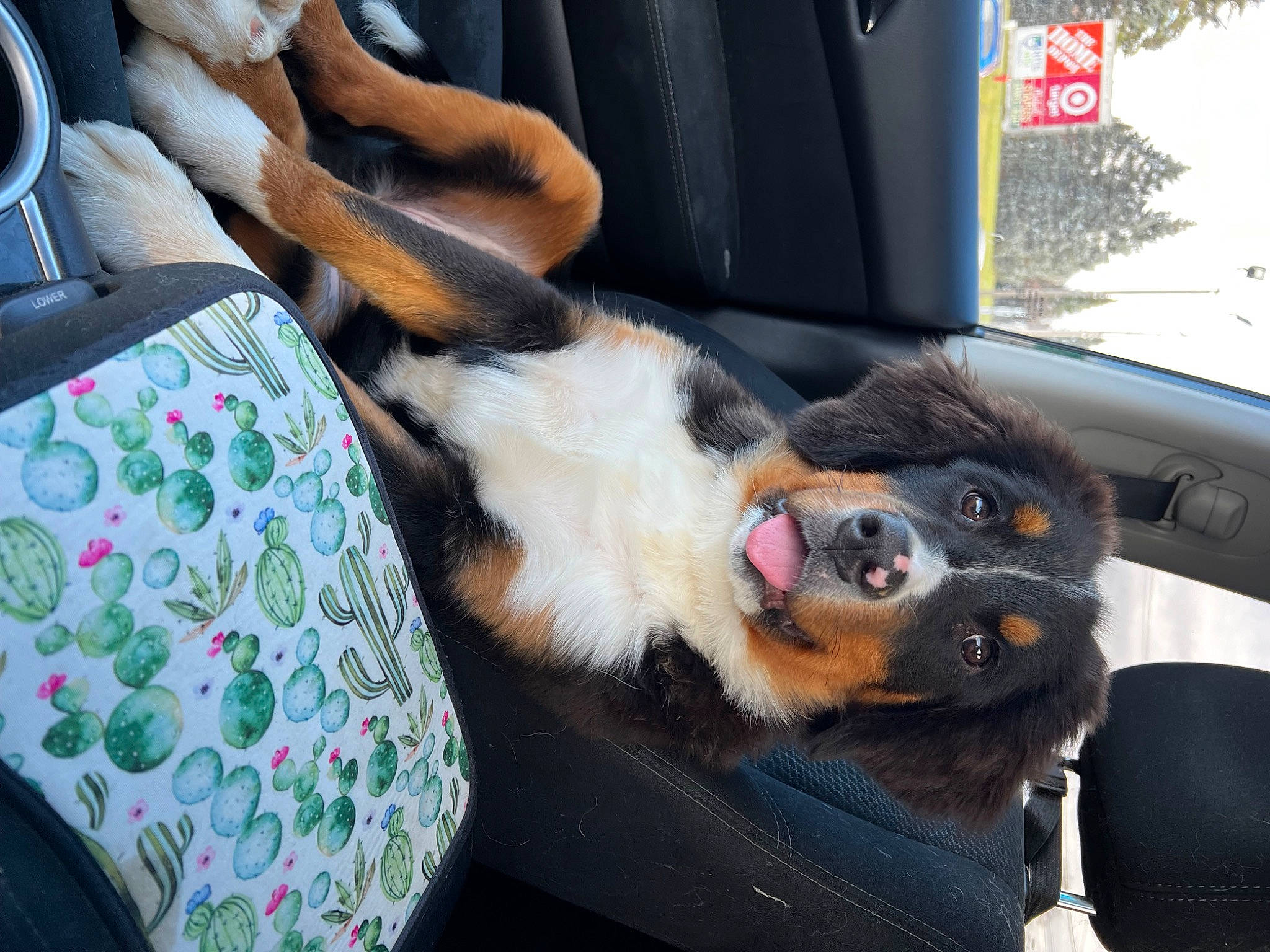 Cinnamon joined the competition — help win amazing prizes! automotive_exterior, bernese_mountain_dog, canidae, car_seat, carnivore, collar, comfort, companion_dog, dog, dog_breed, foot, fur, human_leg, motor_vehicle, paw, snout, sporting_group, vehicle_door, windshield, working_dog