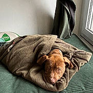 Lasko participe au concours pour gagner de l'argent avec cette photo : dog, brown_dog, blanket, bed, cushion, indoor, window, curtain, green_cushion, cozy, pet, resting, floor, wooden_floor, wrapped, looking_up, snuggled, soft_texture, relaxed, domestic