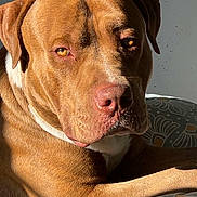 Lasko participe au concours pour gagner de l'argent avec cette photo : dog, brown_dog, pet, animal, canine, portrait, indoor, sunlight, resting, relaxed, bed, blanket, fur, face, ears, eyes, nose, paw, calm, comfort
