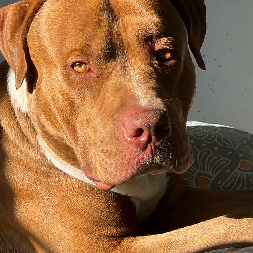 Lasko participe au concours pour gagner de l'argent avec cette photo : dog, brown_dog, pet, animal, canine, portrait, indoor, sunlight, resting, relaxed, bed, blanket, fur, face, ears, eyes, nose, paw, calm, comfort