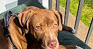 Lasko a rejoint le concours — aidez-le/la à gagner de superbes lots ! animal, balcony, brown_dog, canine, close_up, cushion, daylight, dog, ears, fur, leash, nose, outdoor, paws, pet, portrait, relaxed, resting, shadow, sunlight
