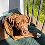Lasko a rejoint le concours — aidez-le/la à gagner de superbes lots ! dog, brown_dog, pet, sunlight, balcony, cushion, relaxed, outdoor, shadow, fur, ears, nose, paws, leash, resting, portrait, close_up, daylight, animal, canine