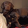 alert, animal, black_cat, blanket, brown_dog, cat, companion, cozy, curious, cute, dog, domestic, friendship, furry, indoor, labrador, pet, relaxed, resting, snuggling