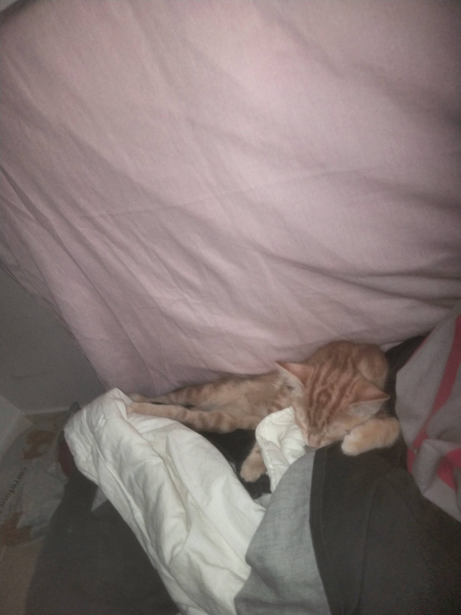 Mamounette participe au concours pour gagner de l'argent avec cette photo : bed_sheet, bedding, bedroom, blanket, cat, comfort, darkness, fawn, felidae, fur, human_leg, linens, nap, room, sleep, small_to_medium_sized_cats, tail, tints_and_shades, tree, whiskers