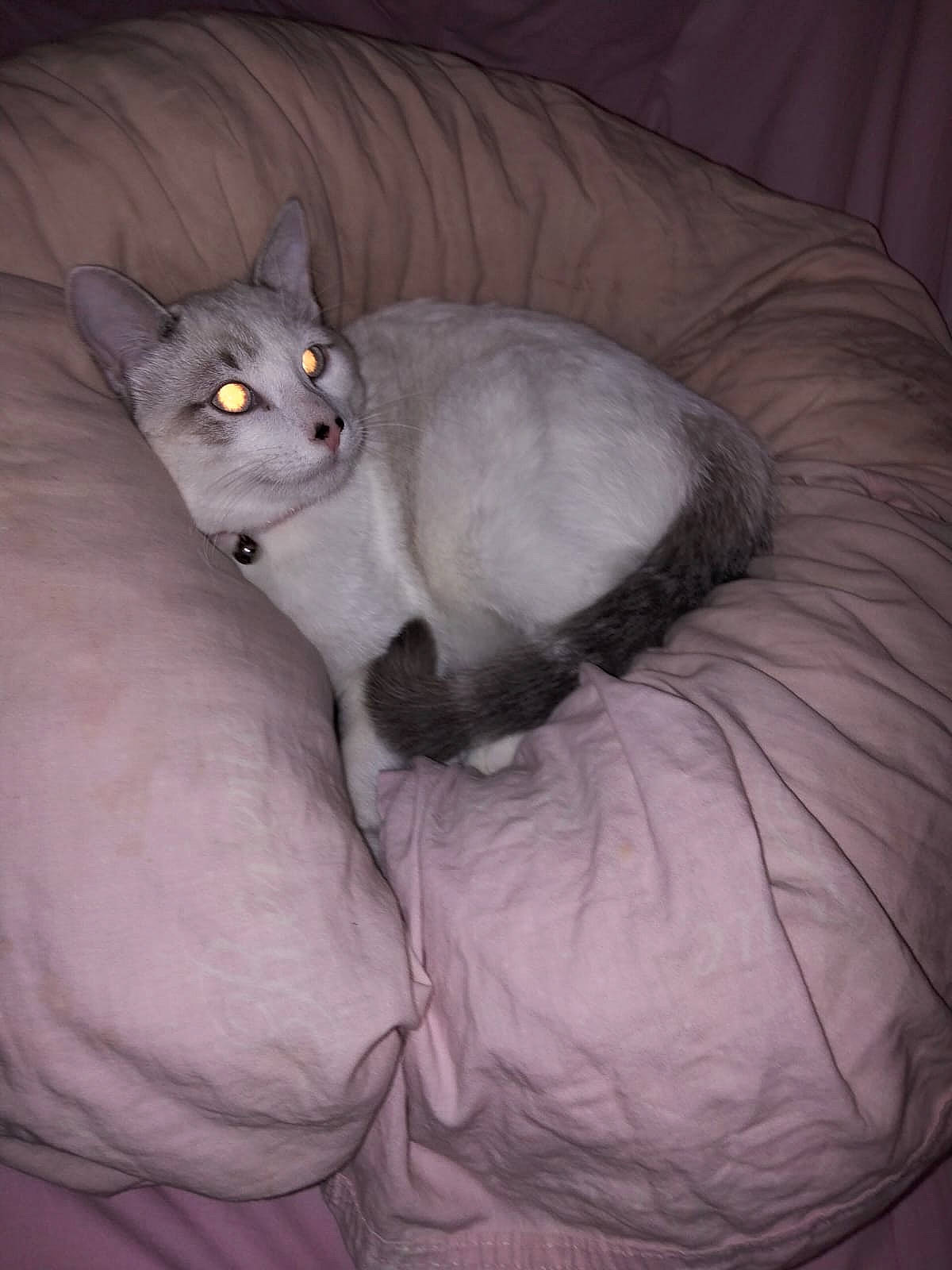 Mamounette a rejoint le concours — aidez-le/la à gagner de superbes lots ! bean_bag, carnivore, cat, cat_bed, cat_supply, comfort, domestic_short_haired_cat, ear, eye, felidae, fur, grey, nap, paw, sitting, small_to_medium_sized_cats, snout, tail, terrestrial_animal, whiskers