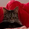 animal, bed, cat, comfort, cozy, cute, domestic, ears, eyes, face, feline, fur, indoor, pet, pillow, red, relaxed, resting, tabby, whiskers